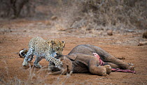 Leopard (Panthera pardus) nervously investigating dead African elephant calf (Loxodonta africana) that had died of natural causes, Greater Kruger National, Park South Africa