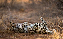 Leopard (Panthera pardus) young female rolls in some elephant dung, Greater Kruger National Park, South Africa