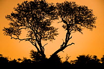 Leopard (Panthera pardus) with impala kill (Aepyceros melampus melampus) silhouetted  in tree at sunset, Greater Kruger National Park, South Africa