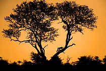 Leopard (Panthera pardus) with impala kill (Aepyceros melampus melampus) silhouetted  in tree at sunset, Greater Kruger National Park, South Africa