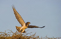 Black-Chested Snake-Eagle (Circaetus pectoralis) taking off from tree, Lake Ndutu Tanzania.