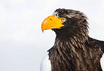 Steller's Sea-Eagle (Haliaeetus pelagicus) head portrait, Hokkaido, Japan