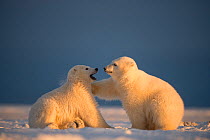 Two Polar bear (Ursus maritimus) cubs playing, on newly formed pack ice, off the 1002 Area, Arctic National Wildlife Refuge, North Slope, Alaska, USA, October. Vulnerable species.