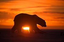 Polar bear (Ursus maritimus) silhouetted against setting sun, Bernard Spit, off the 1002 Area, Arctic National Wildlife Refuge, North Slope, Alaska, USA, October. Vulnerable species.