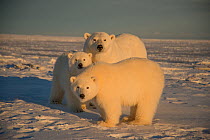 Polar bear (Ursus maritimus) sow with two cubs on newly formed pack ice, off the 1002 Area, Arctic National Wildlife Refuge, North Slope, Alaska, USA, October. Vulnerable species.