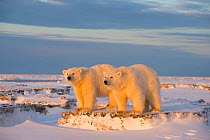 Two young Polar bears (Ursus maritimus) on newly formed pack ice, near Kaktovik, Barter Island, North Slope, Alaska, USA, October. Vulnerable species.