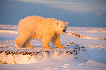 Young Polar bear (Ursus maritimus) on newly formed pack ice, near Kaktovik, Barter Island, North Slope, Alaska, USA, October. Vulnerable species.