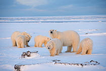 Two Polar bear (Ursus maritimus) sows with four cubs during fall freeze up along Bernard Spit, 1002 Area, Arctic National Wildlife Refuge, North Slope, Alaska, USA, October. Vulnerable species.