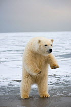 Young Polar bear (Ursus maritimus) lowering from standing on hind legs, Bernard Spit, 1002 Area, Arctic National Wildlife Refuge, North Slope, Alaska, USA, October. Vulnerable species.
