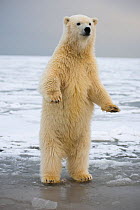 Young Polar bear (Ursus maritimus) standing on hind legs, Bernard Spit, 1002 Area, Arctic National Wildlife Refuge, North Slope, Alaska, USA, October. Vulnerable species.