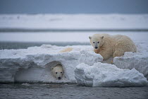 Two Polar bear (Ursus maritimus) cubs playing in a snow drift on sea ice, off the 1002 Area, Arctic National Wildlife Refuge, North Slope, Alaska, USA, October. Vulnerable species.