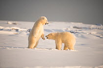 Two Polar bear (Ursus maritimus) playing, 1002 Area, Arctic National Wildlife Refuge, North Slope, Alaska, USA, October. Vulnerable species.