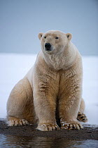 Polar bear (Ursus maritimus) boar sitting at edge of newly formed pack ice, Kaktovik, Barter Island, North Slope, Alaska, USA, October. Vulnerable species.