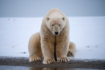 Polar bear (Ursus maritimus) boar sitting on edge of newly formed pack ice, Kaktovik, Barter Island, North Slope, Alaska, USA, October. Vulnerable species.