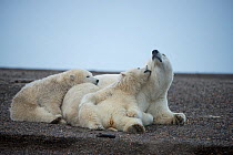 Polar bear (Ursus maritimus) sow with two cubs resting, Bernard Spit, 1002 Area, Arctic National Wildlife Refuge, North Slope, Alaska, USA, October. Vulnerable species.