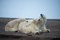 Polar bear (Ursus maritimus) sow with two cubs resting, Bernard Spit, 1002 Area, Arctic National Wildlife Refuge, North Slope, Alaska, USA, October. Vulnerable species.