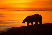 Polar bear (Ursus maritimus) silhouetted at water's edge at sunset, Bernard Spit, off the 1002 Area, Arctic National Wildlife Refuge, North Slope, Alaska, USA, September. Vulnerable species.