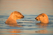 Two sub-adult Polar bears (Ursus maritimus) playing in Beaufort Sea, off the 1002 coastal area, Arctic National Wildlife Refuge, North Slope, Alaska, USA, September. Vulnerable species.