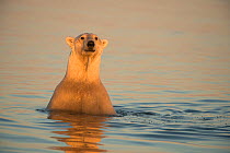 Young male Polar bear (Ursus maritimus) peering out of water while swimming, Beaufort Sea, off the 1002 coastal area of the Arctic National Wildlife Refuge, North Slope, Alaska, USA, September. Vulner...