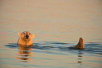 Young male Polar bear (Ursus maritimus) swimming using feet as rudders to move, Beaufort Sea, off the 1002 coastal area of the Arctic National Wildlife Refuge, North Slope, Alaska, USA, September. Vul...