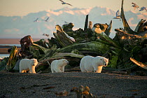 Polar bear (Ursus maritimus) sow with two cubs walking past a pile of Bowhead whale (Balaena mysticetus) bones, Kaktovik, Barter Island, 1002 Area, Arctic National Wildlife Refuge, North Slope, Alaska...