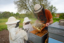Beekeeper with seven-year old twins using  smoker to calm honeybees (Apis mellifera) in hive. Lorraine, France. May 2016.