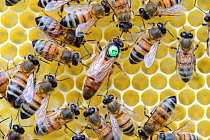 European honeybees (Apis mellifera) with marked queen among workers on honeycomb. Lorraine, France. May.