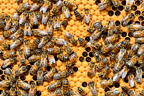 European worker honey bees (Apis mellifera) on honeycomb feeding larvae in cells. Lorraine, France. August.