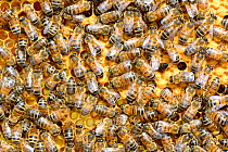 European worker honey bees (Apis mellifera) on honeycomb feeding larvae in cells. Lorraine, France. August.