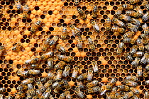 European worker honey bees (Apis mellifera) on comb feeding larvae in cells. Lorraine, France. August.