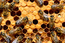 European worker honey bees (Apis mellifera) on comb feeding larvae in cells. Lorraine, France. August.