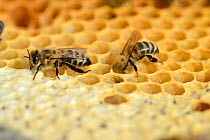 European worker honey bees (Apis mellifera) putting honey in cells of storage comb in hive. Lorraine, France. August.