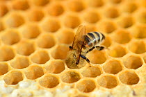 European worker honey bee (Apis mellifera) putting honey in cells of storage comb. Lorraine, France. August.
