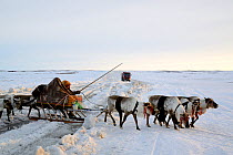 Nenet herder driving Reindeer sled (Rangifer tarandus) across ice road for trucks to nothern gas and oil plants. Yar-Sale district, Yamal, Northwest Siberia, Russia. April 2016.