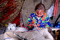 Nenet woman sewing coat (malitsa) made with reindeer skin and fur, inside tent with pet dog. Yar-Sale district. Yamal, Northwest Siberia, Russia. April  2016.