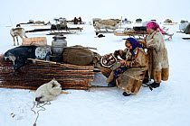 Nenet woman repairing reindeer skin coat before migration. Camp dismantled with supplies on sleds. Yar-Sale district, Yamal, Northwest Siberia, Russia. April 2016.