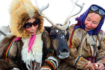 Nenet women with pet reindeer "akva" (Rangifer tarandus) in Yar-Sale district, Yamal, Northwest Siberia, Russia. April 2016.