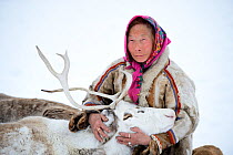 A tundra nenets woman with her ""akva"" pet reindeer (Rangifer tarandus), Yar-Sale district, Yamal, Northwest Siberia, Russia, April 2016
