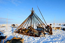 Nenet herders building tent in tundra. Yar-Sale district, Yamal, Northwest Siberia, Russia. April 2016.
