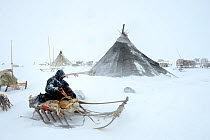 Nenet herder fixing sled at camp in blizzard. Yar-Sale district, Yamal, Northwest Siberia, Russia. April 2016.