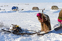 Nenet woman chopping willow (Salix genus) at camp for firewood. Yar-Sale district. Yamal, Northwest Siberia, Russia. April  2016.