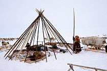 Nenet herders erecting tent on tundra. Yar-Sale district, Yamal, Northwest Siberia, Russia. April 2016.