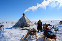 Nenet woman looking for willow (Salix genus) used as firewood at camp on tundra. Yar-Sale district. Yamal, Northwest Siberia, Russia. April 2016.