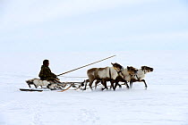 Nenet herder driving reindeer sled in tundra, on visit to herder's camp. Yar-Sale district, Yamal, Northwest Siberia, Russia. April 2016.