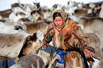 Nenet herder, Ekaterina Yaptik selecting draught Reindeer (Rangifer tarandus) from corral. Yar-Sale district, Yamal, Northwest Siberia, Russia. April 2016.
