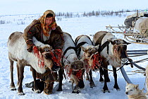 Ekaterina Yaptik,  Nenet herder harnessing reindeers (Rangifer tarandus) to sledge for spring migration. Yar-Sale district, Yamal, Northwest Siberia, Russia. April 2016.
