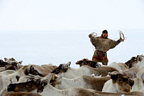 Sergue Chorolya, Nenets herder lassoing draught reindeers (Rangifer tarandus). Yar-Sale district. Yamal, Northwest Siberia, Russia. April 2016.