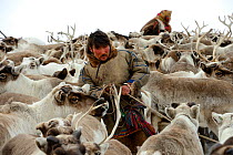 Sergue Chorolya, Nenet herder selecting draught Reindeer (Rangifer tarandus) from corral. Yar-Sale district, Yamal, Northwest Siberia, Russia. April 2016.