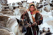 Ekaterina Yaptik, Nenet herder selecting draught Reindeer (Rangifer tarandus) from corral. Yar-Sale district, Yamal, Northwest Siberia, Russia. April 2016.