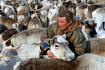 Nenet herder selecting draught Reindeer (Rangifer tarandus) from corral. Yar-Sale district, Yamal, Northwest Siberia, Russia. April 2016.